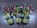 Lobelia Cardinalis x3 Pots (Cardinal Plant 'Dwarf') - AquaticMotiv