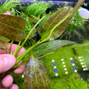 Red Flame Sword (Echinodorus Sp.) - AquaticMotiv