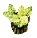 Anubias Nana Pinto - AquaticMotiv