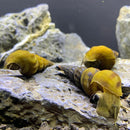 2 Giant Tower Cap Snail (Brotia Herculea) - AquaticMotiv
