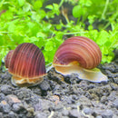 3 Magenta Mystery Snails (Pomacea Bridgesii) - AquaticMotiv