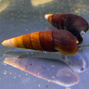 2 Cappuccino Spike Snail (Faunus Ater Var. 'Cappuccino') - AquaticMotiv