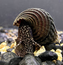 2 Giant Towuti Yellow Spotted Rabbit Snails (TYLOMELANIA TOWUTENSIS) - AquaticMotiv