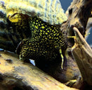 2 Yellow Spot Light Sulawesi Rabbit Snail (Tylomelania Sp.) - AquaticMotiv