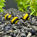 3 Zebra Thorn Nerite Snails (Clithon Diadema) - AquaticMotiv