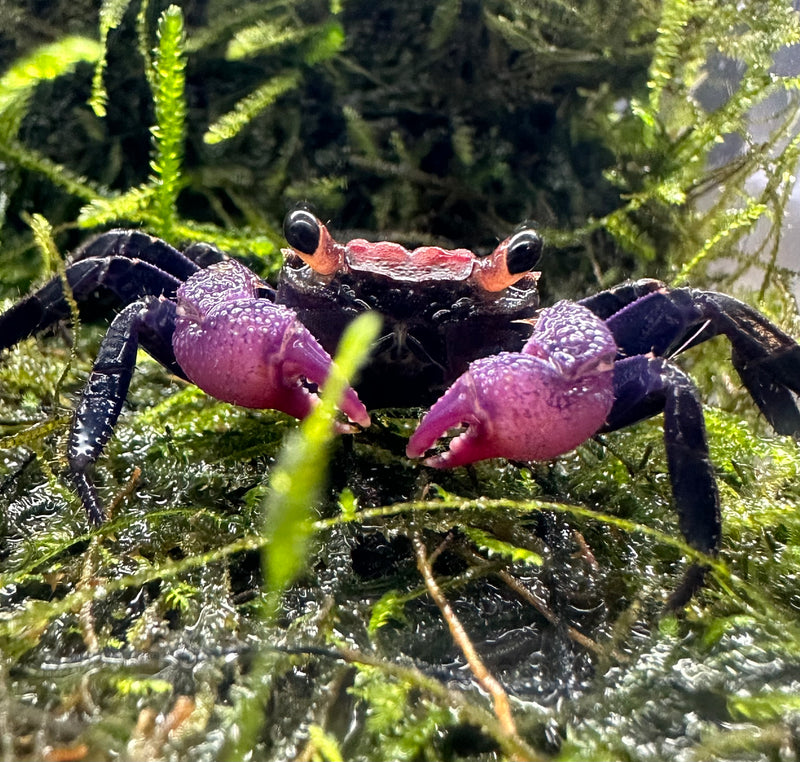 Carnival Vampire Crab (Geosesarma sp.) - AquaticMotiv