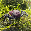 Purple Vampire Crab (Geosesarma Dennerle) - AquaticMotiv
