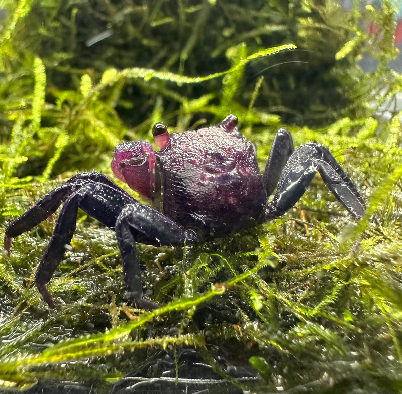 Purple Vampire Crab (Geosesarma Dennerle) - AquaticMotiv