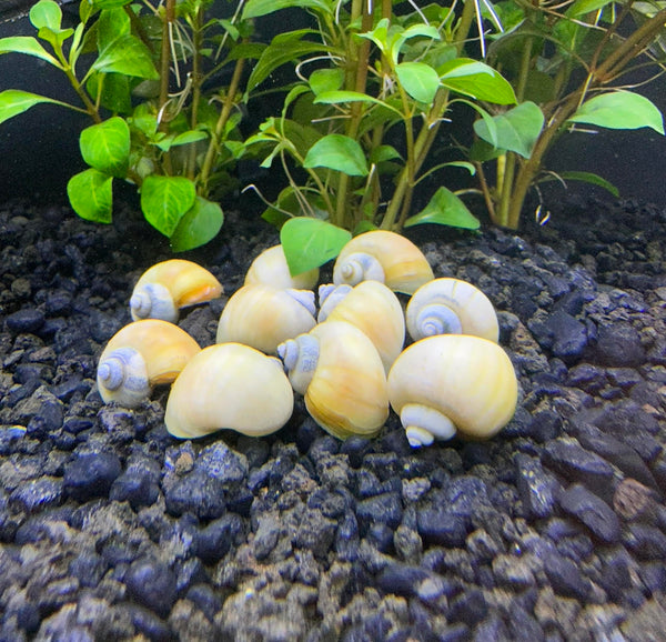 10x Ivory Mystery Snails (Pomacea Bridgesii) - AquaticMotiv