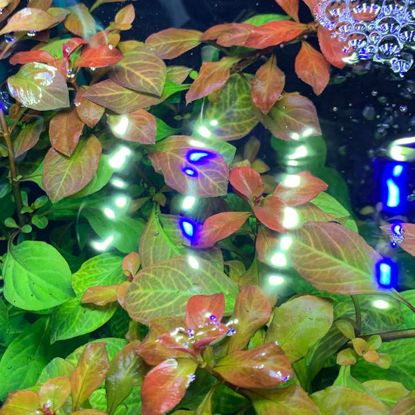 Plant Profile: Ludwigia Ovalis