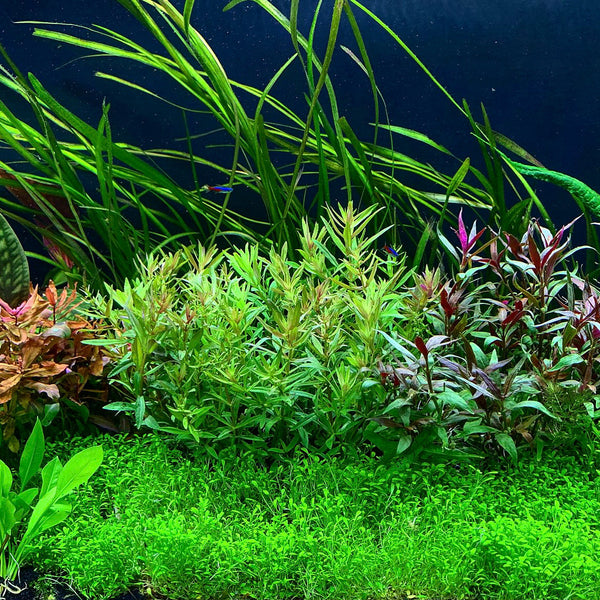 Top 5 Best Foreground Plants for Beginners