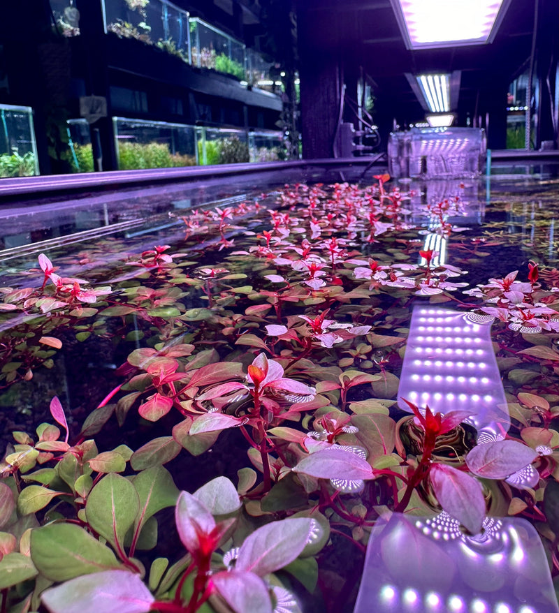 How to Choose the Right Week Aqua Light Series (L, M, P, V, A, or Z)?