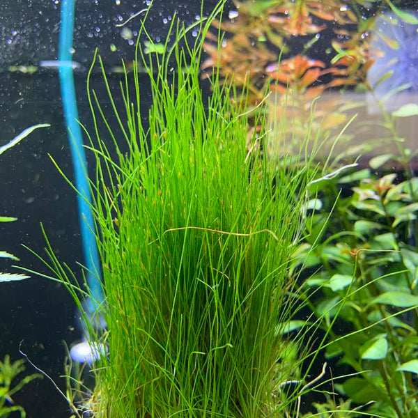 Plant Profile: Dwarf Hairgrass