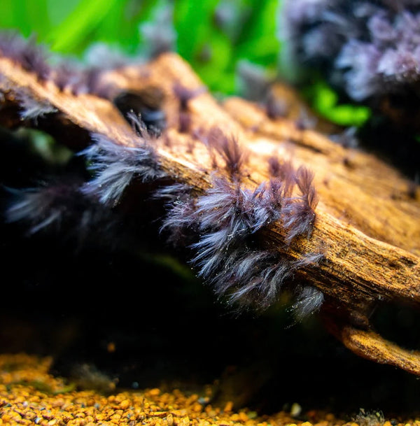 How to get rid of black beard algae?