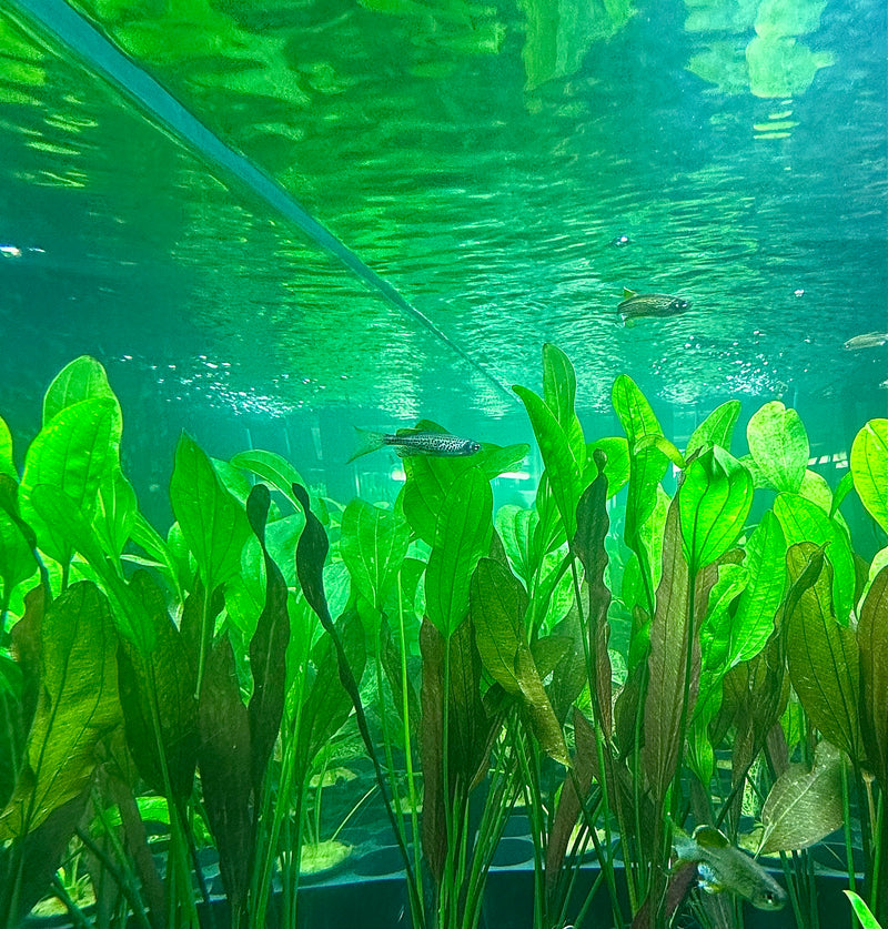 Aquarium Green Water - Causes and how to get rid of it