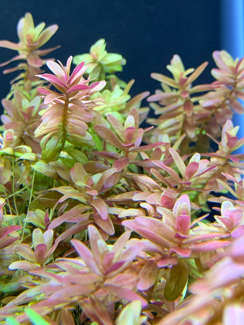 Top 10 Easy Aquarium Plants for Beginners