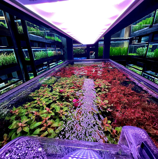 How Does Spectrum Balance Affect Plant Growth More Than Brightness?