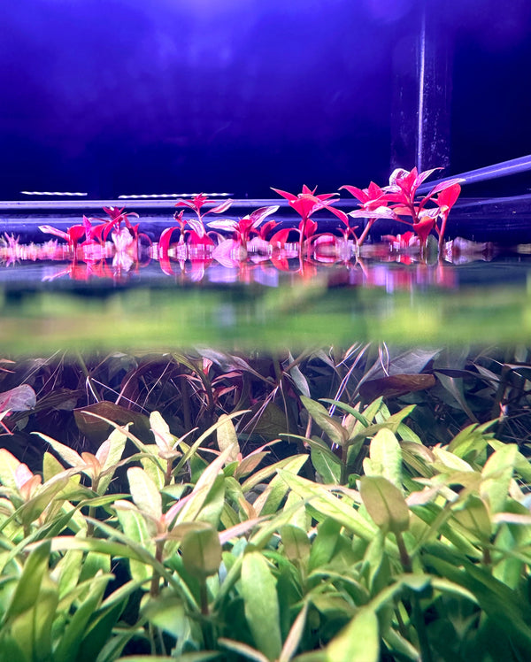 How to Set Up the Week Aqua L Series PRO-K for Maximum Plant Growth