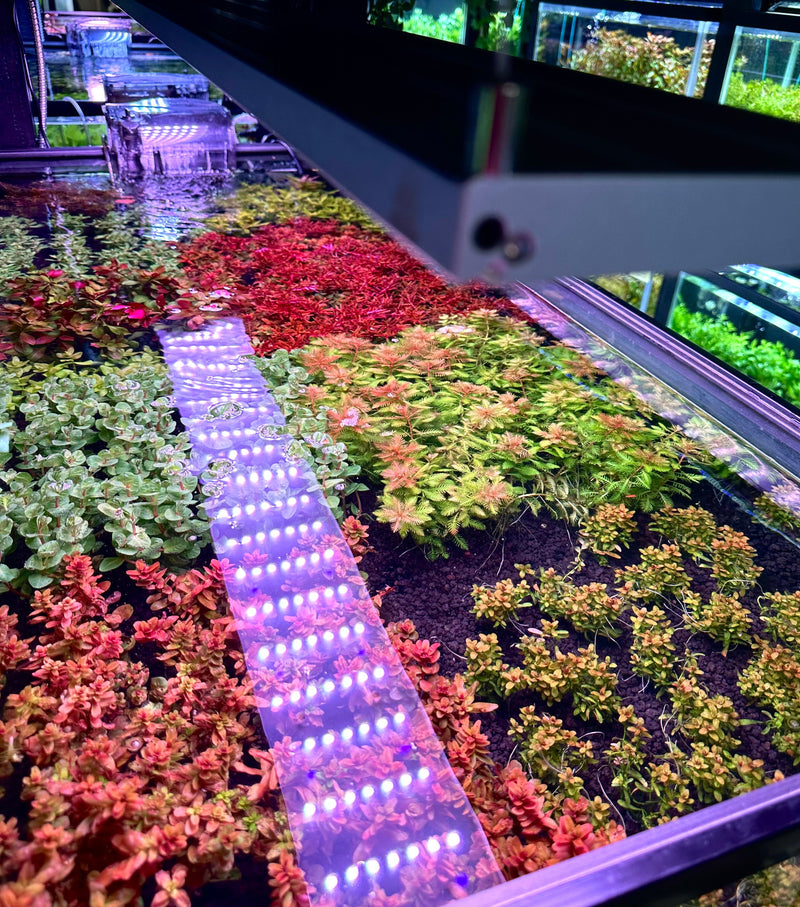 How Does CRI (Color Rendering Index) Influence Aquascape Realism?