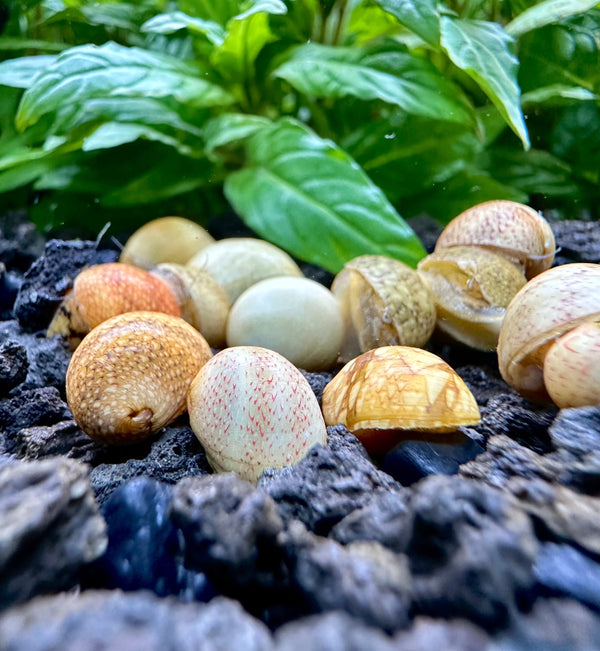 Yellow Pumpkin Nerite Snails in the Aquarium