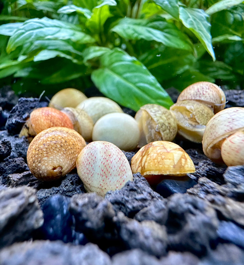 Yellow Pumpkin Nerite Snails in the Aquarium