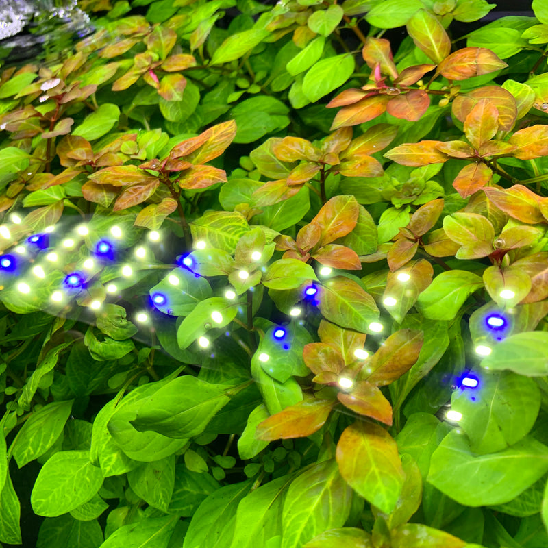 AquaticMotiv® Value bundle - 12 plants