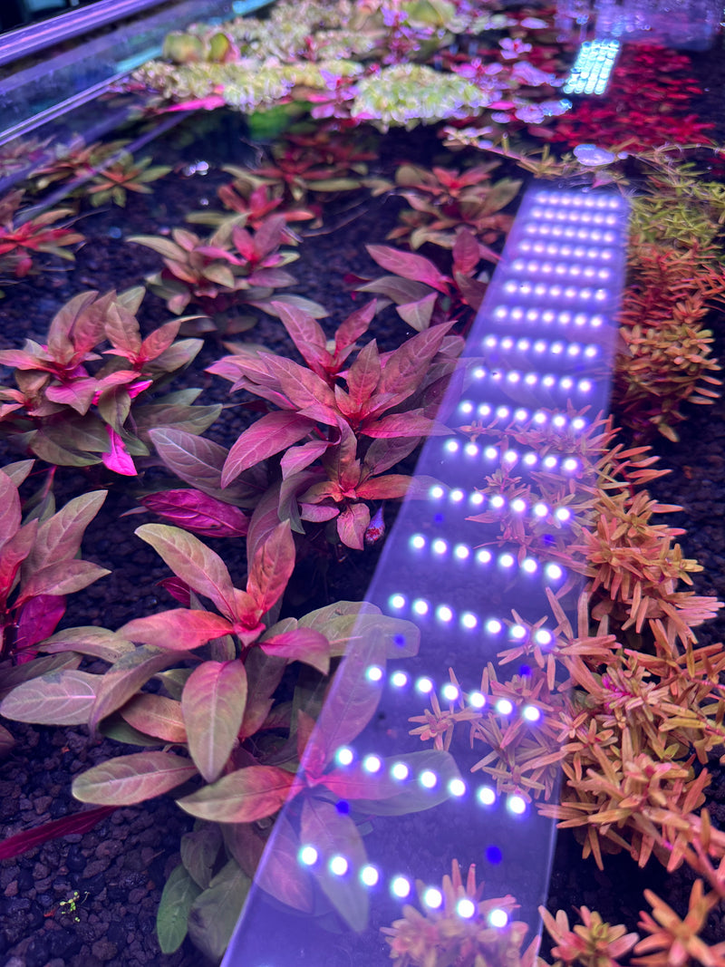 AquaticMotiv® Value bundle - 12 plants