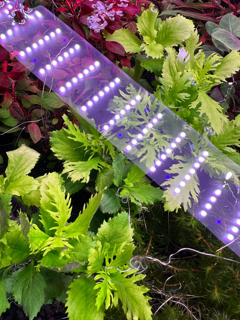 AquaticMotiv® Value bundle - 12 plants