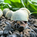 Hermit crab in pale green shell with 10 blue mystery snails
