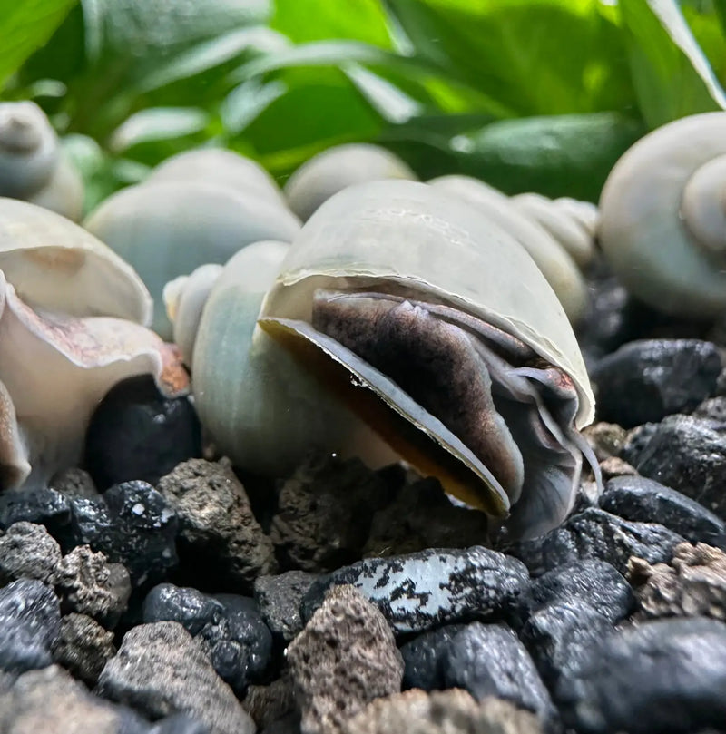 10 Blue Mystery Snails (Pomacea bridgesii)