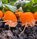 10 Gold Mystery Snails with orange figurines, black eyes, pink antennae on dark surface