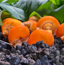10 Gold Mystery Snails with orange spiral shell collection