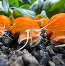 Orange snail shell decor with 10 Gold Mystery Snails in aquarium