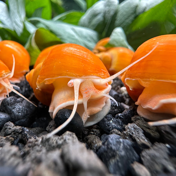 10 Gold Mystery Snails (Pomacea bridgesii) - [AquaticMotiv]