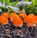 10 Gold Mystery Snails with orange shell decorations and white accents