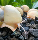 10 Ivory Mystery Snails (Pomacea bridgesii) - [AquaticMotiv]