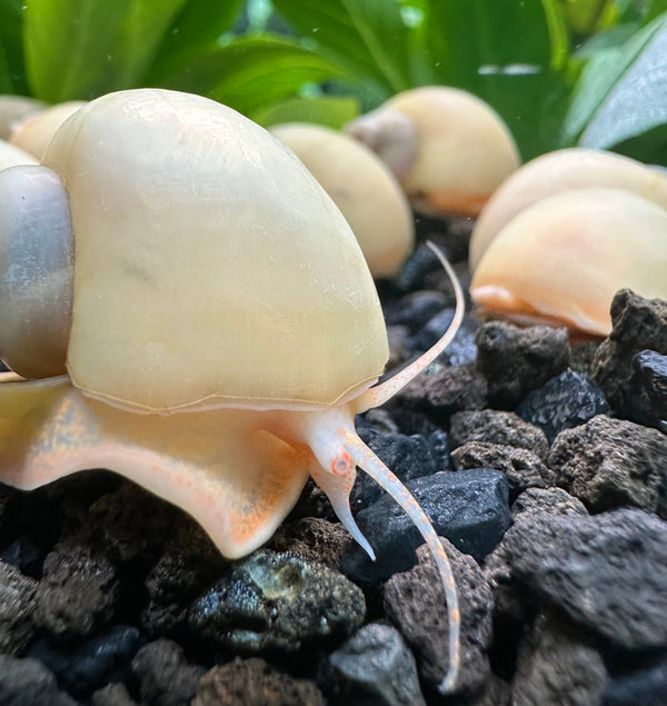 10 Ivory Mystery Snails (Pomacea bridgesii) - [AquaticMotiv]
