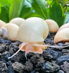 Translucent ivory mystery snail with orange foot on gravel among plants