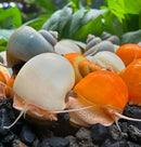Vibrant orange, translucent white and ivory mystery snails on dark gravel