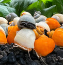 Gray translucent mystery snail with dark body on orange shell in aquarium