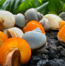 Vibrant orange, gold, blue, ivory mystery snail shells in gravel and foliage