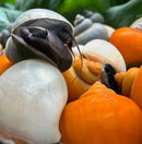 Dark textured hermit crab with eye and antennae in gray shell, Pomacea bridgesii mix