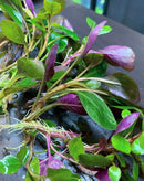 10x lobelia cardinalis live foreground aquarium plant with vibrant green and purple leaves delicate stems and fine roots