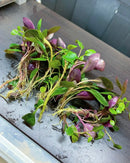 10x lobelia cardinalis dwarf live foreground aquarium plant with vibrant green and purple freshwaterwort leaves and fine roots