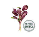 A 10-pack of vibrant purple lobelia cardinalis dwarf live aquarium plants with green stems and roots for foreground use