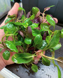 A hand holding a lush 10x lobelia cardinalis dwarf aquarium plant with glossy green and deep purple leaves