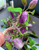 Vibrant purple and green lobelia cardinalis dwarf live aquarium plant with delicate glossy leaves and slender stems