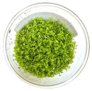 Dwarf Baby Tears Tissue Culture - [AquaticMotiv]