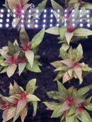 AquaticMotiv® Value bundle - 12 plants - [AquaticMotiv]