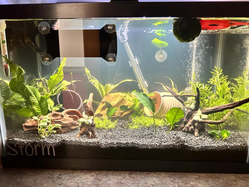 Juanita